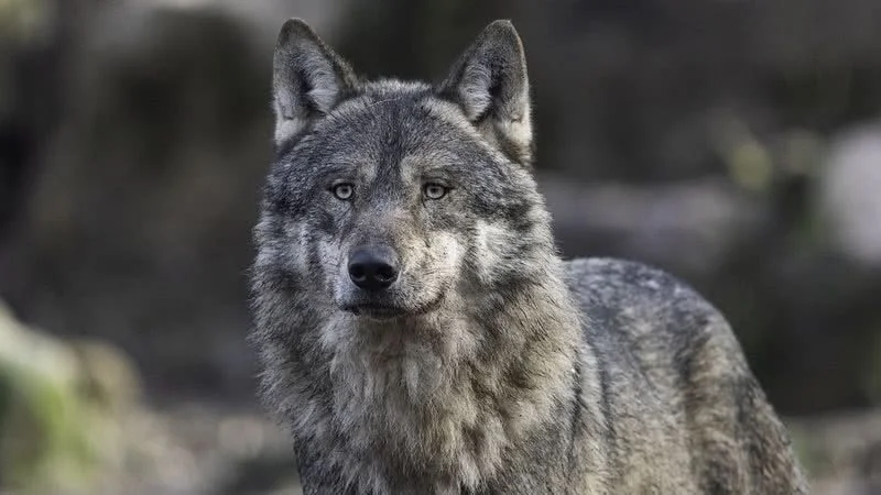 Lobos de Chernobyl desenvolvem mutação genética que desafia o câncer