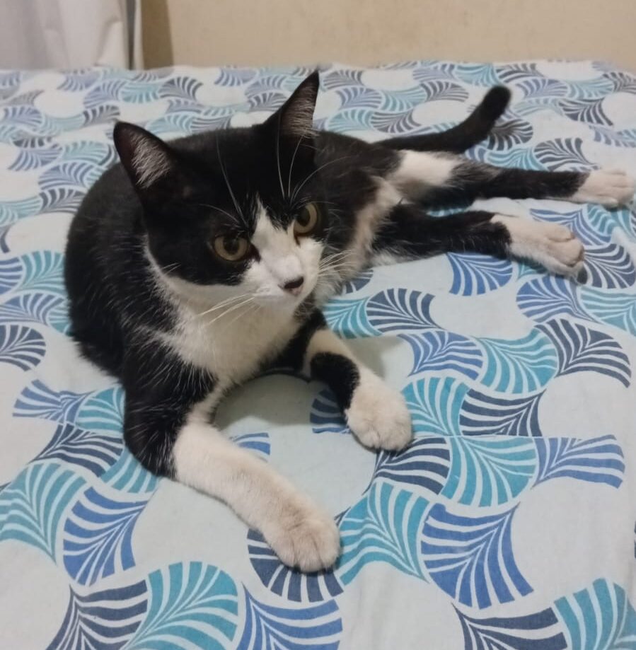 Gata perdida é encontrada na avenida João Pinheiro