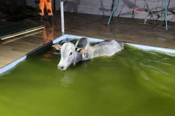 Foi se refrescar: Boi é resgatado após pular dentro de piscina em Juiz de Fora