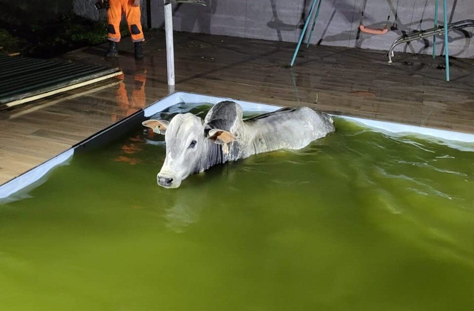 Foi se refrescar: Boi é resgatado após pular dentro de piscina em Juiz de Fora