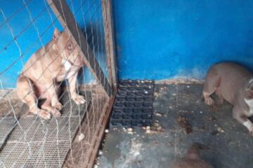 Polícia Civil de Itabira prende casal por maus-tratos a animais