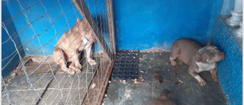 Polícia Civil de Itabira prende casal por maus-tratos a animais