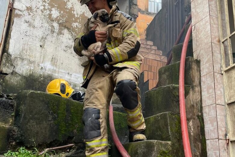 Bombeiros resgatam cachorro de incêndio em Belo Horizonte