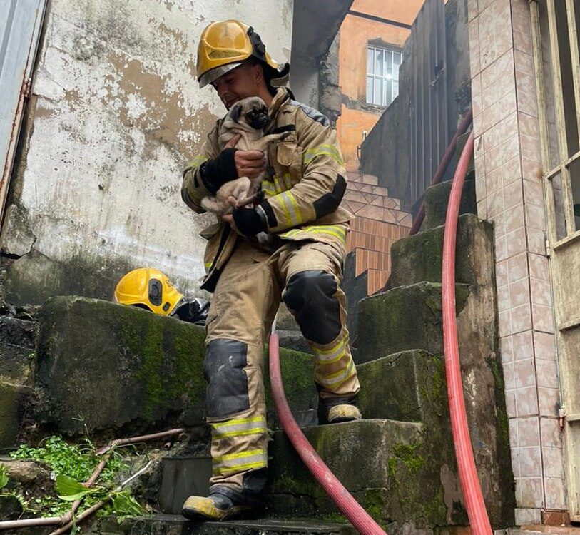 bombeiro resgata cachorro durante incêndio