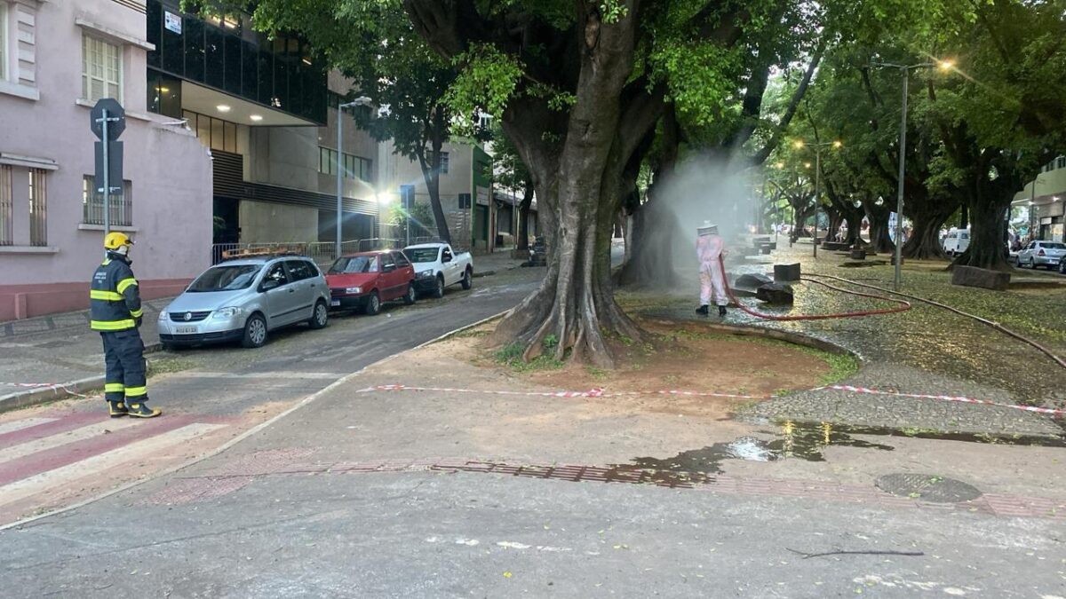 ataque de abelhas durante bloco de carnaval de BH