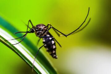 23 pessoas continuam internadas por dengue em Itabira