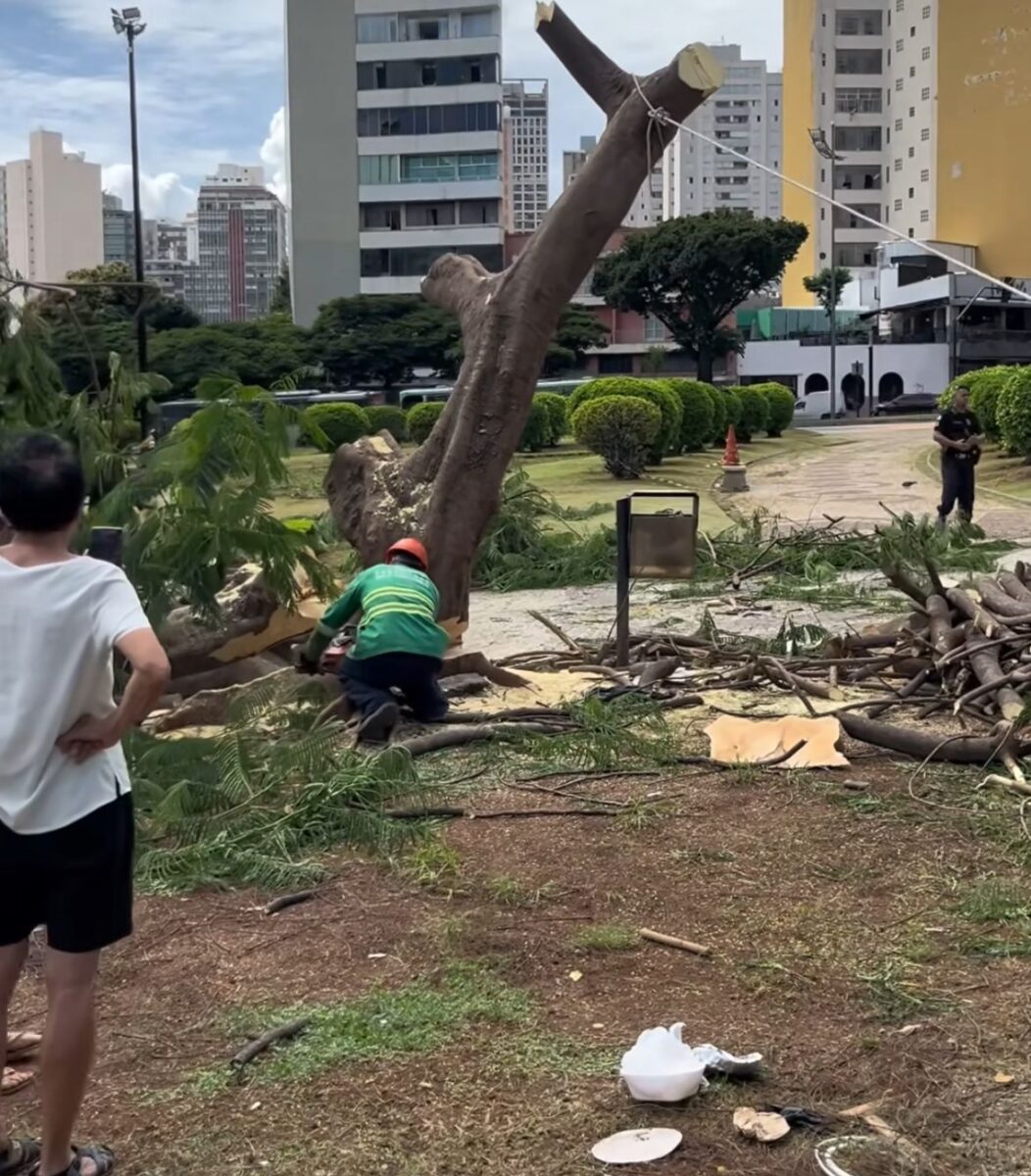 árvores praça raul soares,