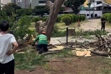 Prefeitura de BH diz que corte de árvores da Praça Raul Soares é justificado em laudo técnico