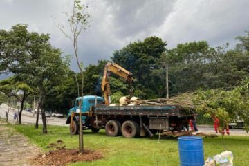 Stock Car em BH: após corte de árvores, Prefeitura anuncia plantio de 63 novas árvores na Pampulha