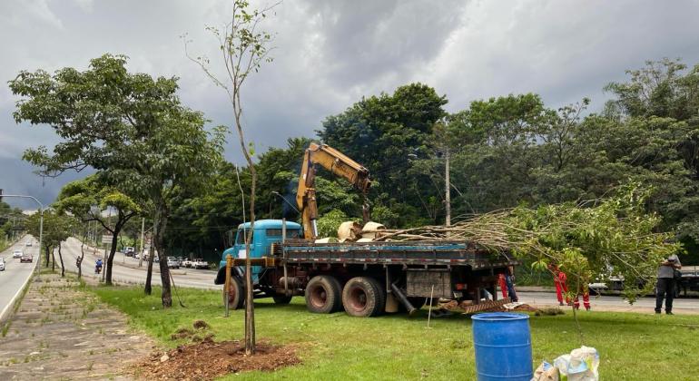 Stock Car em BH: após corte de árvores, Prefeitura anuncia plantio de 63 novas árvores na Pampulha