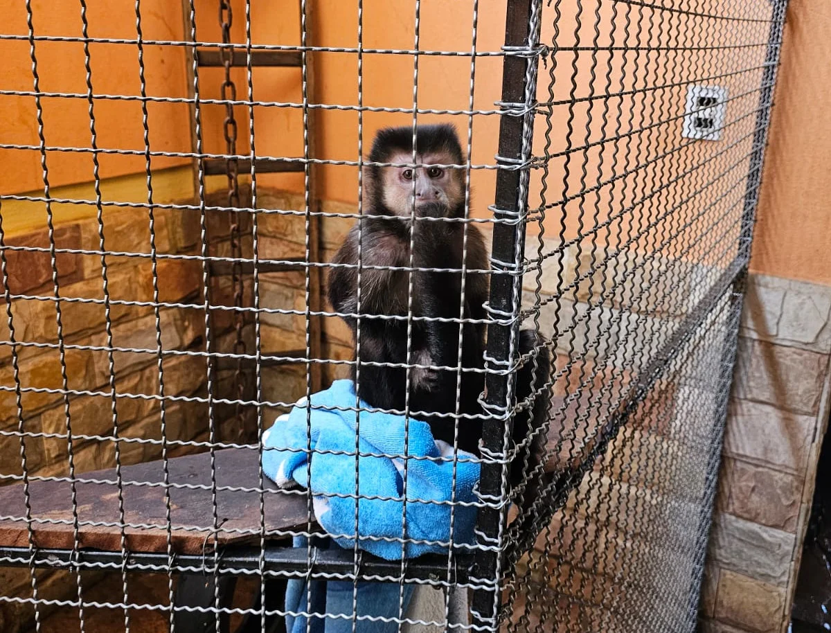 Polícia resgata macaco-prego que era forçado a consumir drogas e álcool em Minas