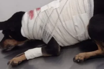 Ajude Melissa: família itabirana promove vaquinha para salvar a vida de cadela. Saiba como ajudar!