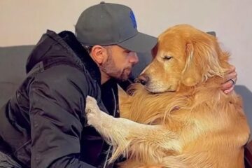 Falha em transporte da Gol provoca morte de Golden Retriever