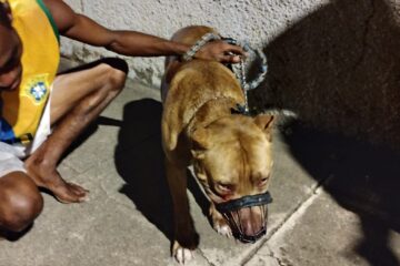 Socorrista intervém em briga de pitbulls e evita tragédia em Nova Era