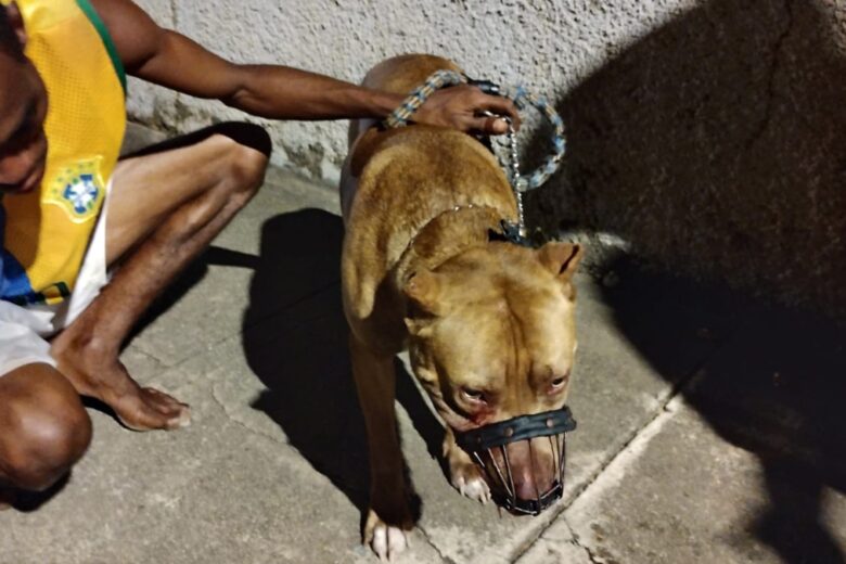 Socorrista intervém em briga de pitbulls e evita tragédia em Nova Era