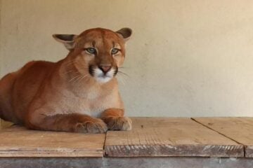 Onça parda recém atropelada recebe cuidados no Zoológico de BH