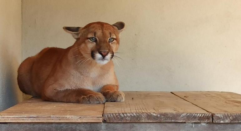 Onça parda recém atropelada recebe cuidados no Zoológico de BH