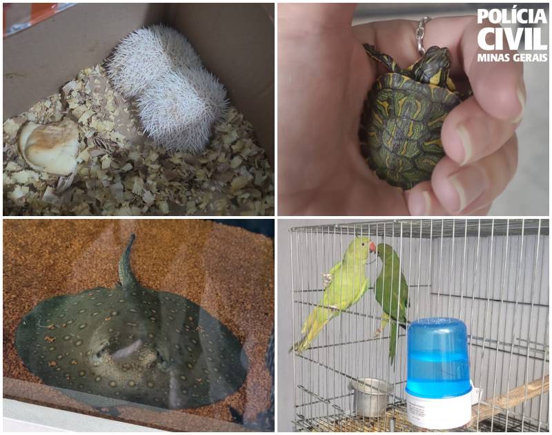Polícia investiga casal por comércio de animais da fauna silvestre em BH