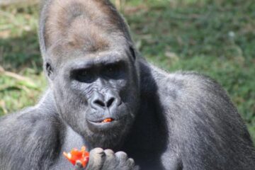 Gorilas serão transferidos do Zoológico de BH na próxima semana