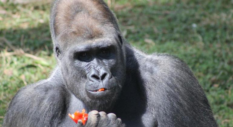 Gorilas serão transferidos do Zoológico de BH na próxima semana