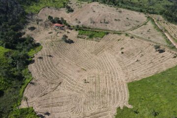 Tempo seco aumenta incêndios em áreas preservadas; relembre caso no Parque do Limoeiro