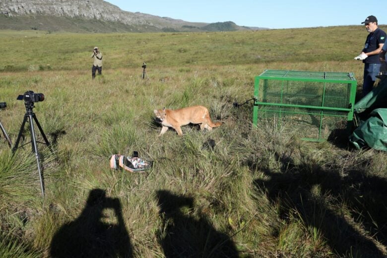 IEF e Ibama reabilitam onça-parda atropelada e a devolvem à natureza