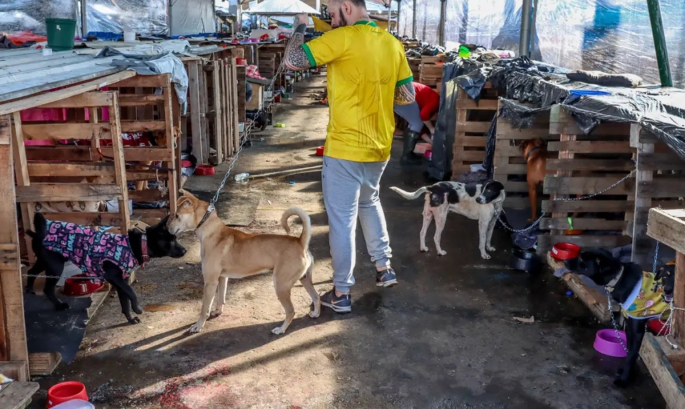Animais domésticos continuam sendo resgatados de áreas alagadas no Rio Grande do Sul