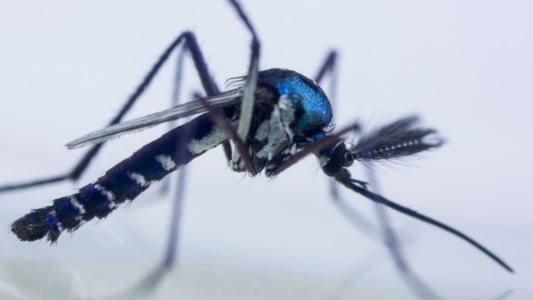 Cientistas confirmam circulação de vírus mayaro em humanos em Roraima; entenda riscos