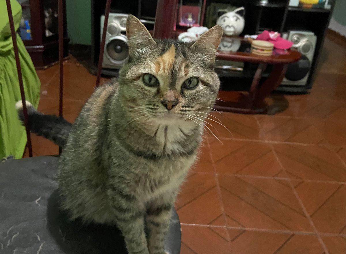 Vamos ajudar? Tutores procuram por gata desaparecida no Santa Ruth