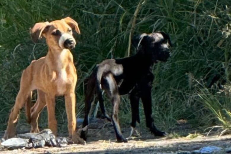 Cães são abandonados no bairro Amazonas, em Itabira; um deles estava com o focinho amordaçado