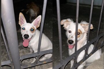 Família pede ajuda para encontrar as cachorrinhas Cacau e Framboesa, desaparecidas em Belo Horizonte