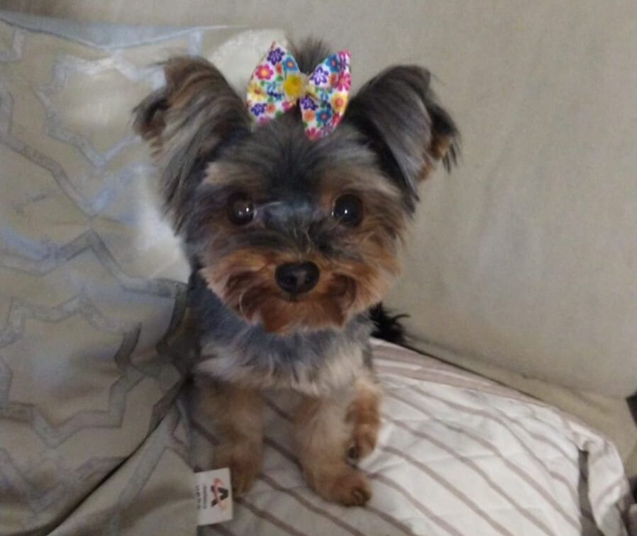Itabira: cachorrinha Mel é encontrada e retorna para a sua família tutora