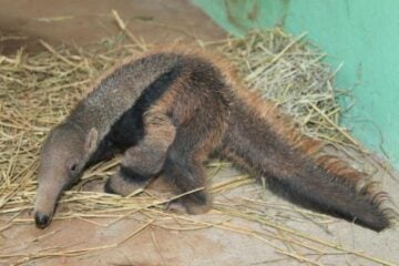 Zoológico de BH tem três novos filhotes de tamanduás-bandeira e você pode escolher os nomes; saiba mais