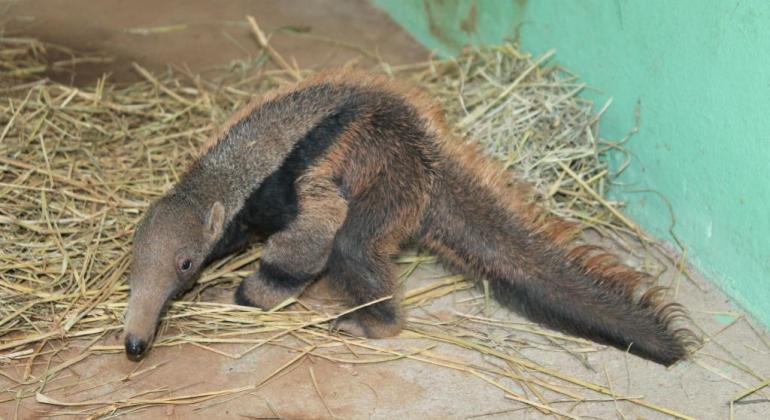 Zoológico de BH tem três novos filhotes de tamanduás-bandeira e você pode escolher os nomes; saiba mais