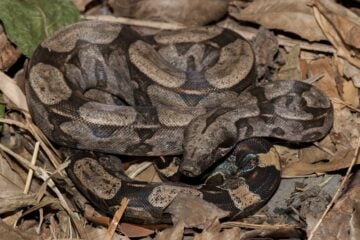 Pesquisadores descobrem nova espécie de jiboia nativa da Mata Atlântica