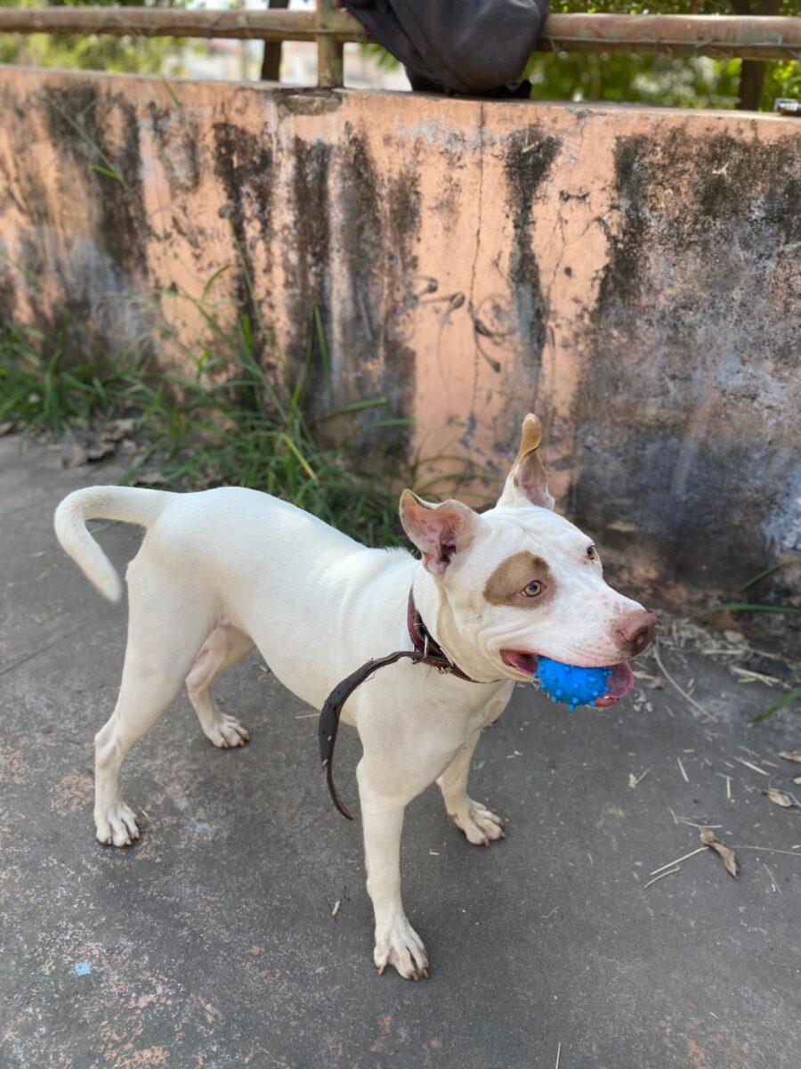 Itabira: tutores pedem ajuda para encontrar a cachorra Pandora, desaparecida no bairro Água Fresca