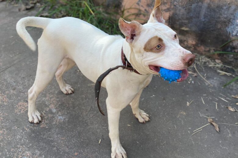 Itabira: tutores pedem ajuda para encontrar a cachorra Pandora, desaparecida no bairro Água Fresca