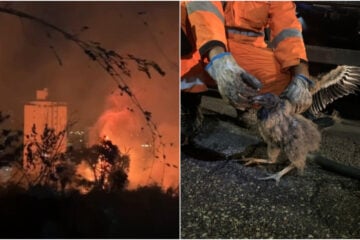 Incêndio em parque no Castelo, em BH, deixa 20% da vegetação queimada