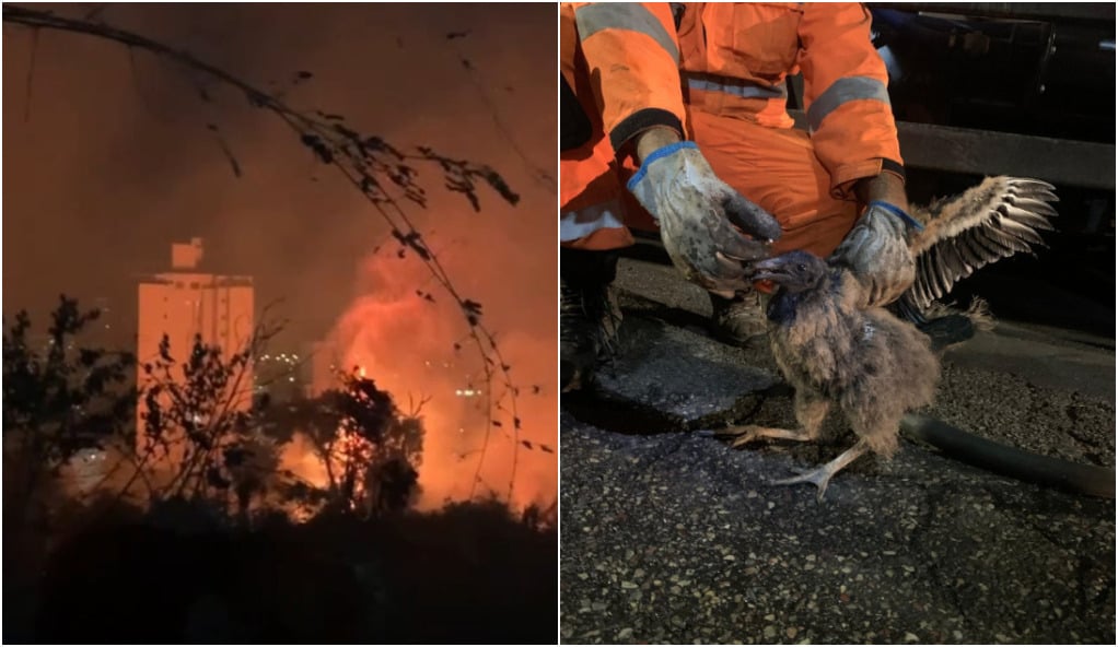 Incêndio em parque no Castelo, em BH, deixa 20% da vegetação queimada