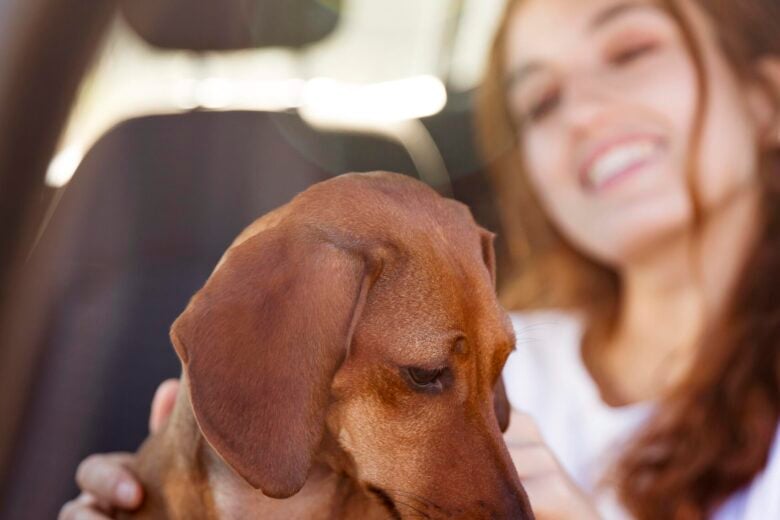 Câmara de BH aprova projeto de transporte de animais em ônibus