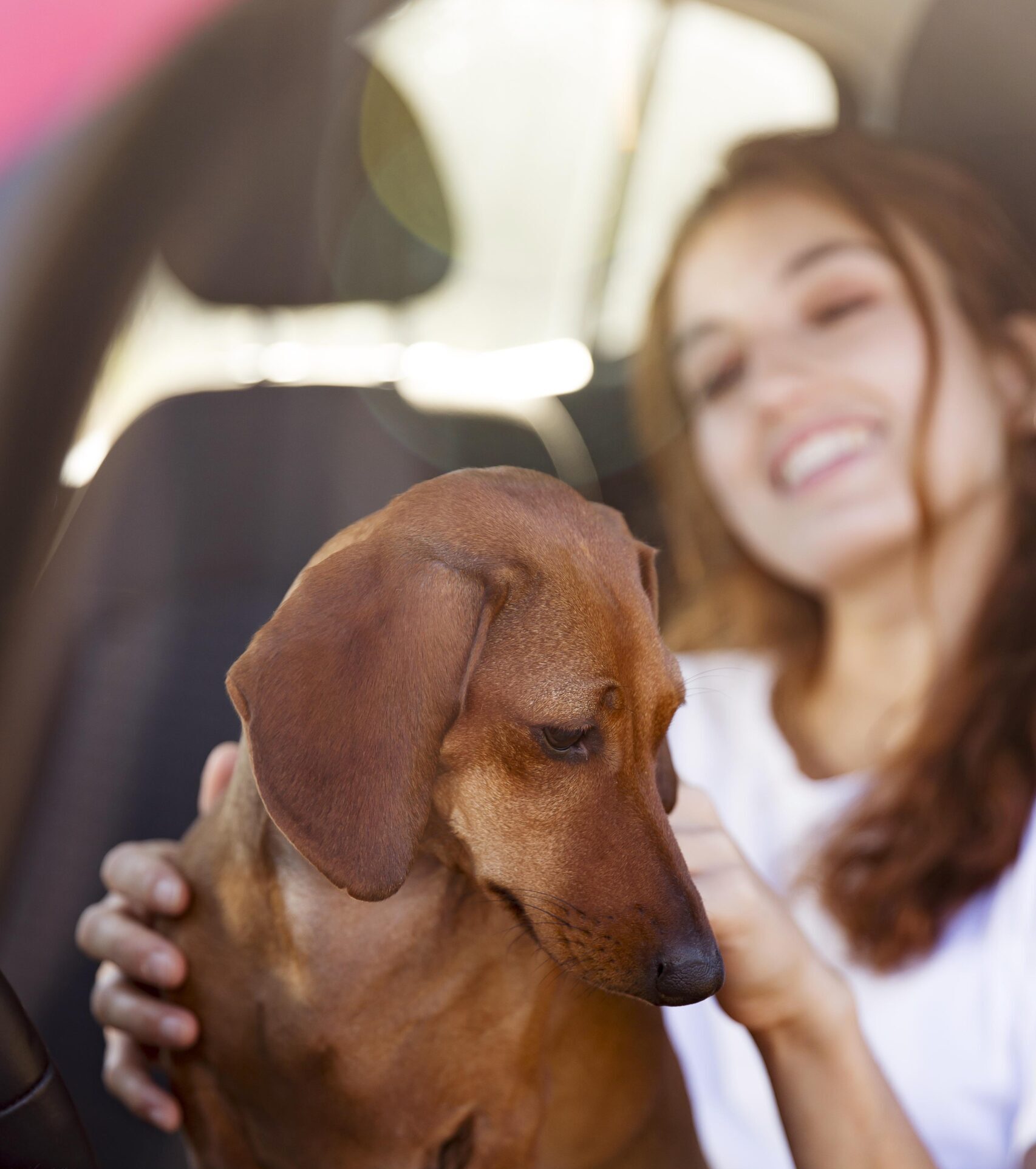 Câmara de BH aprova projeto de transporte de animais em ônibus