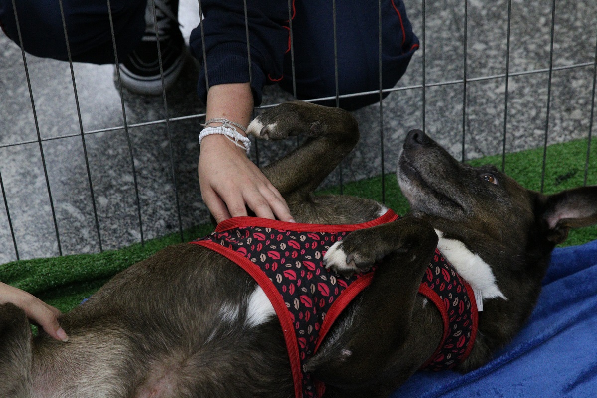 feira de adoção; cachorro