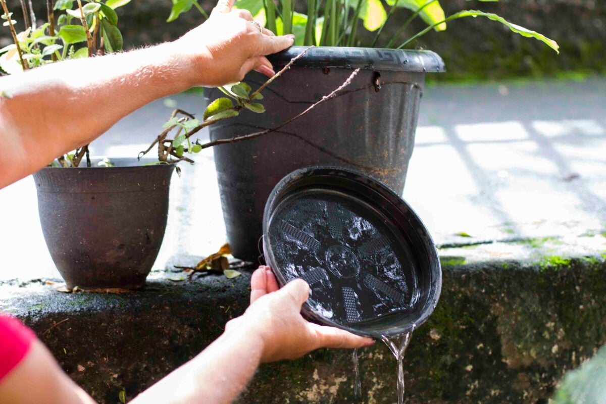 "Cada cidadão mineiro precisa fazer sua parte", alerta secretário para próximo período de arboviroses ; dengue; zika; aedes