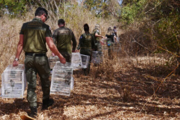 Operação de combate ao tráfico de animais em MG apreende 220 aves e aplica mais de R$1 milhão em multas