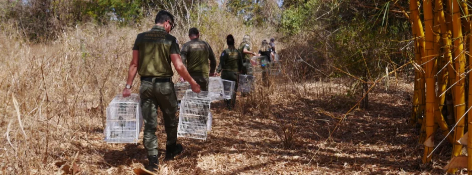 Operação de combate ao tráfico de animais em MG apreende 220 aves e aplica mais de R$1 milhão em multas