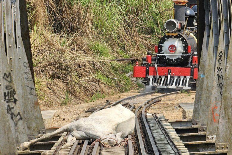 Cavalo preso em trilho de Maria Fumaça é resgatado por bombeiros em São João del-Rei Cavalo preso em trilho de Maria Fumaça é resgatado por bombeiros em São João del-Rei