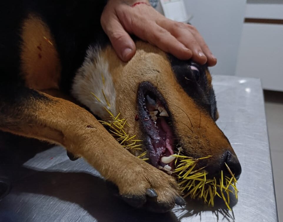 Bombeiros resgatam cadela que ficou ferida por espinhos de ouriço-cacheiro