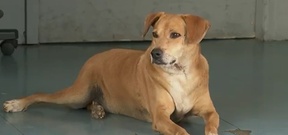 Sempre ao seu lado? cachorro espera em hospital por tutora que morreu há 8 anos