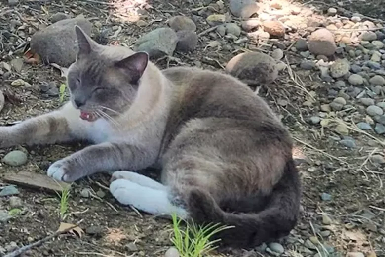 Gato anda mais de mil km até voltar para casa após 2 meses perdido