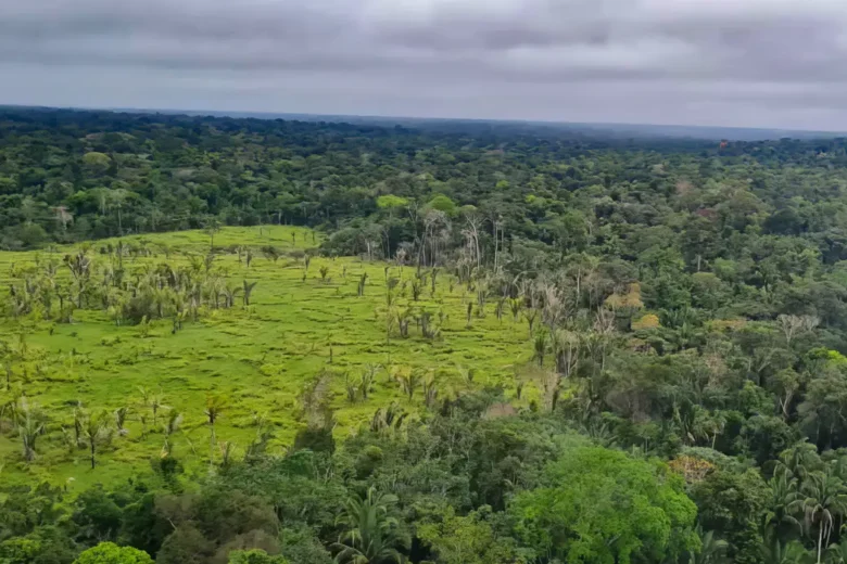 Alertas de desmatamento na Amazônia caem 10,6% em agosto